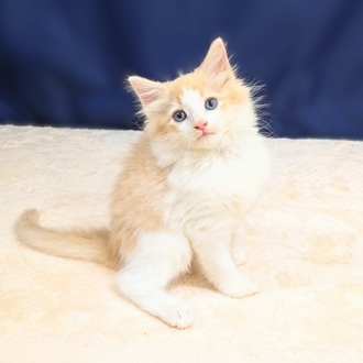 愛知県のノルウェージャンフォレストキャット (犬の家＆猫の里一宮店/2025年6月18日生まれ/男の子/クリームタビーホワイト)の子猫の2枚目の画像