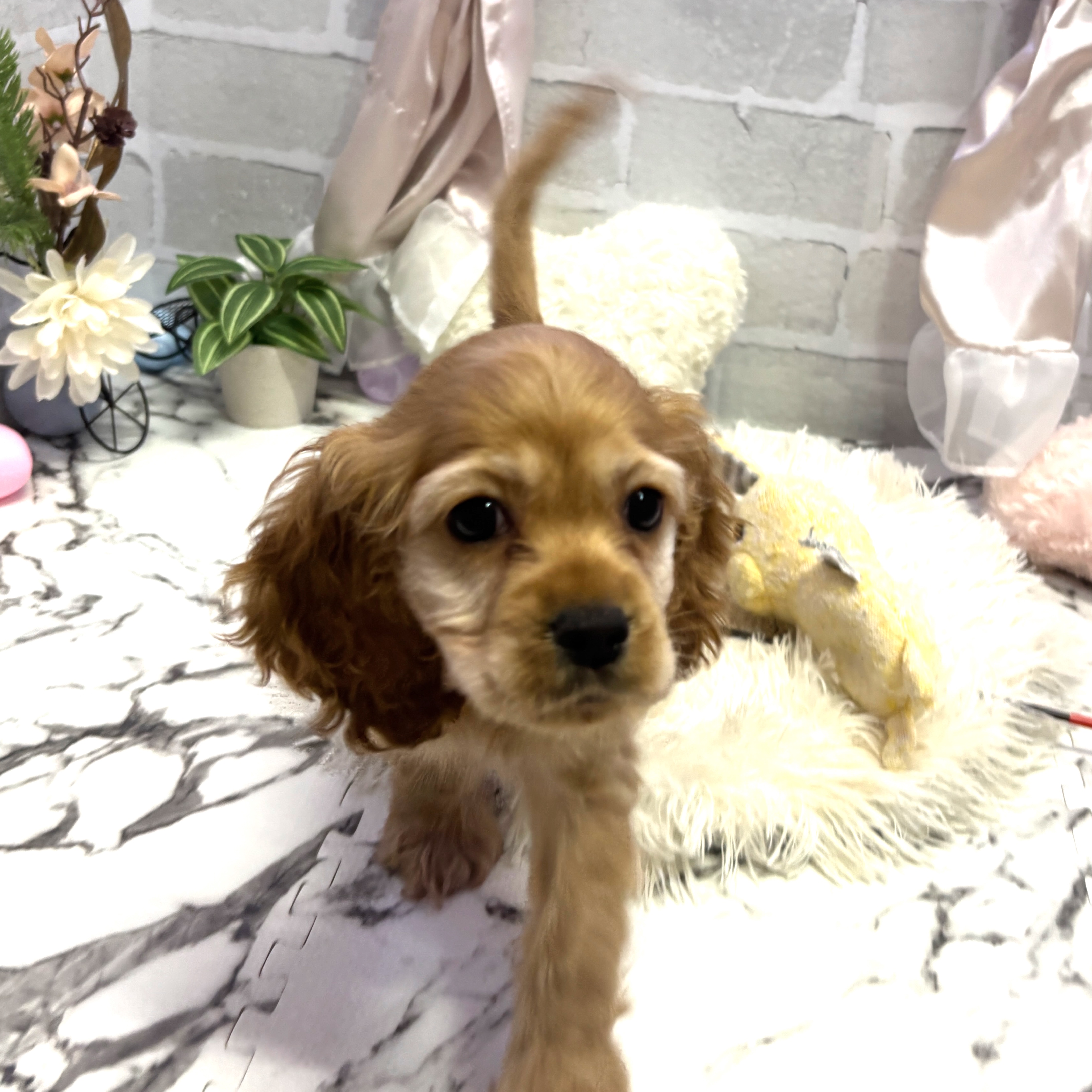 愛知県のアメリカンコッカースパニエル (犬の家＆猫の里岡崎店/2025年6月20日生まれ/女の子/バフ)の子犬の2枚目の画像