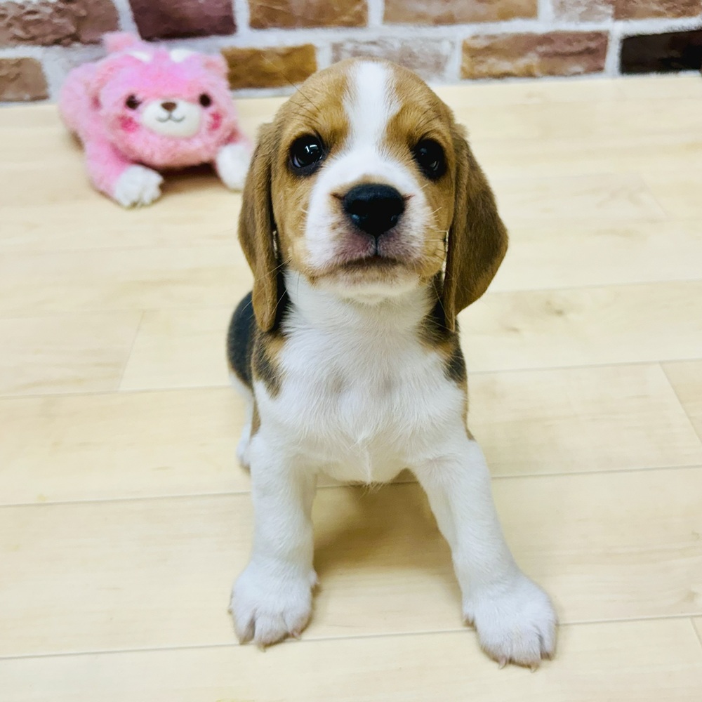 愛知県のビーグル (犬の家＆猫の里七宝店/2025年6月21日生まれ/男の子/ブラックタンホワイト)の子犬の2枚目の画像