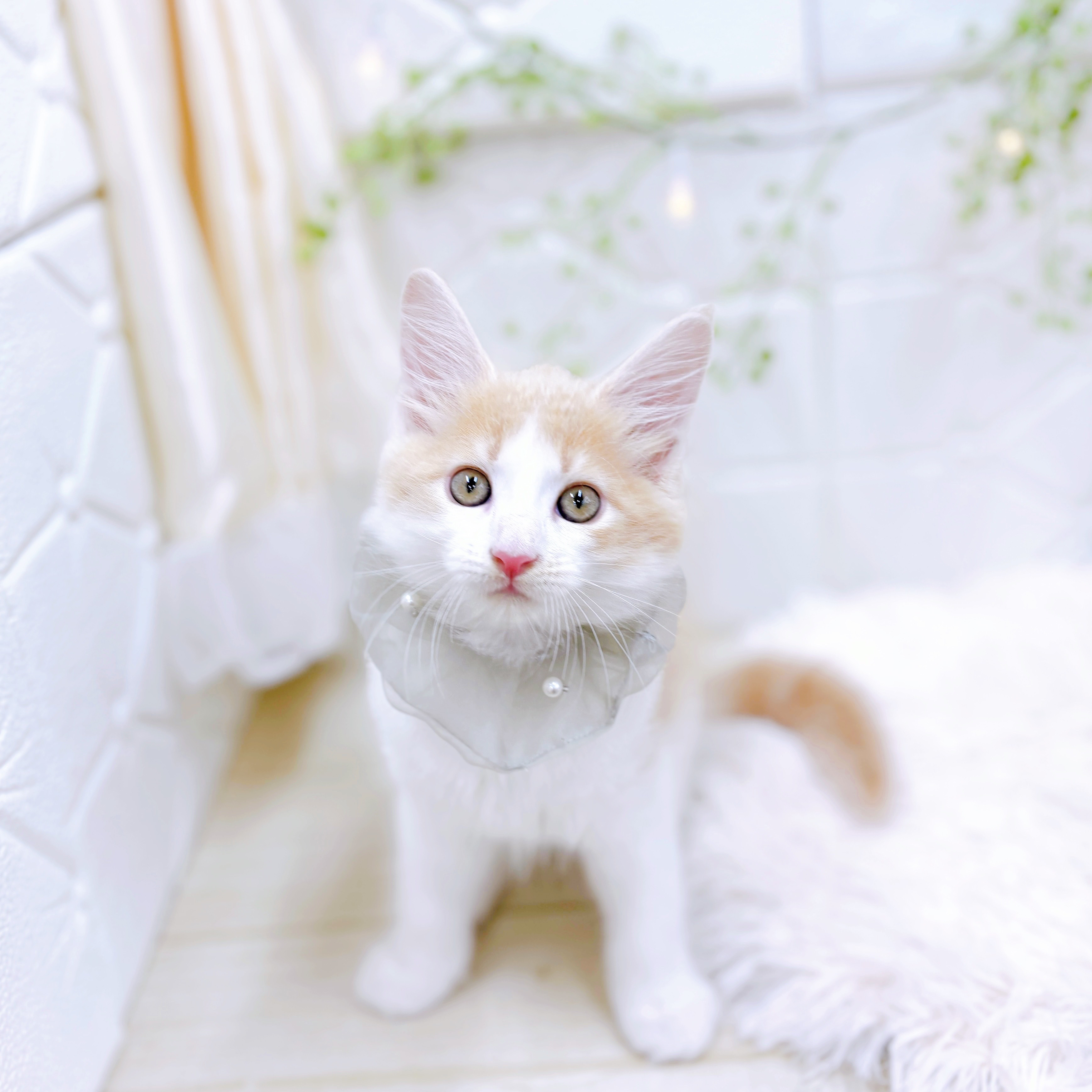 福井県のメインクーン (犬の家＆猫の里アミーゴ福井店/2025年6月22日生まれ/男の子/クリームタビーホワイト)の子猫の1枚目の画像