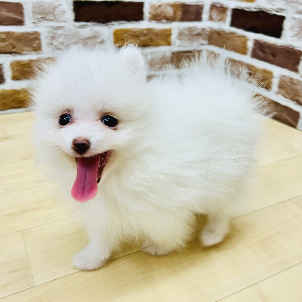 愛知県のポメラニアン (犬の家＆猫の里七宝店/2025年6月12日生まれ/男の子/ホワイト)の子犬の2枚目の画像