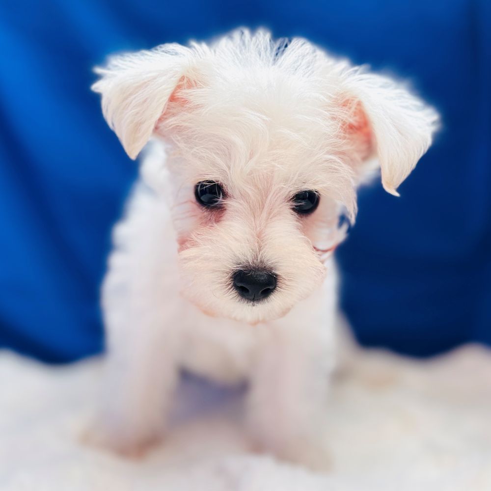 愛知県のハーフ犬・ミックス犬 (犬の家＆猫の里愛知刈谷店/2025年6月22日生まれ/男の子/ホワイト)の子犬の2枚目の画像