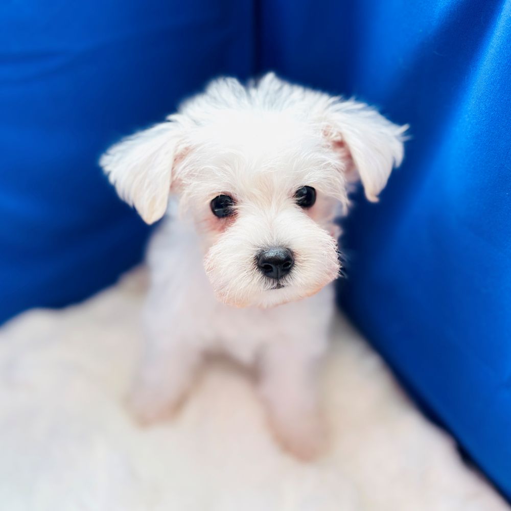 愛知県のハーフ犬・ミックス犬 (犬の家＆猫の里MiO香久山店/2025年6月22日生まれ/男の子/ホワイト)の子犬の2枚目の画像