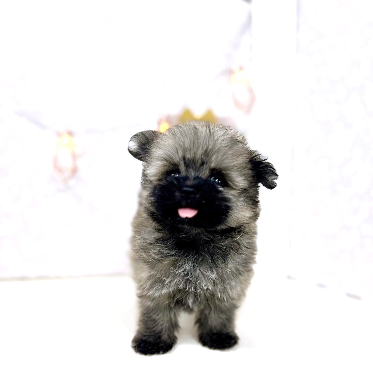 富山県のポメマル/マルポメ(ポメラニアン×マルチーズ) (犬の家＆猫の里アミーゴ高岡蓮花寺店/2025年6月22日生まれ/女の子/オレンジ)の子犬の2枚目の画像