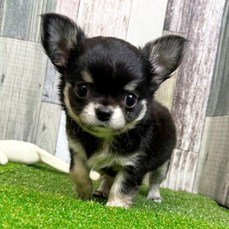 静岡県のチワワ(ロング) (犬の家＆猫の里マークイズ静岡店/2025年6月24日生まれ/男の子/ブラックタンホワイト)の子犬の1枚目の画像
