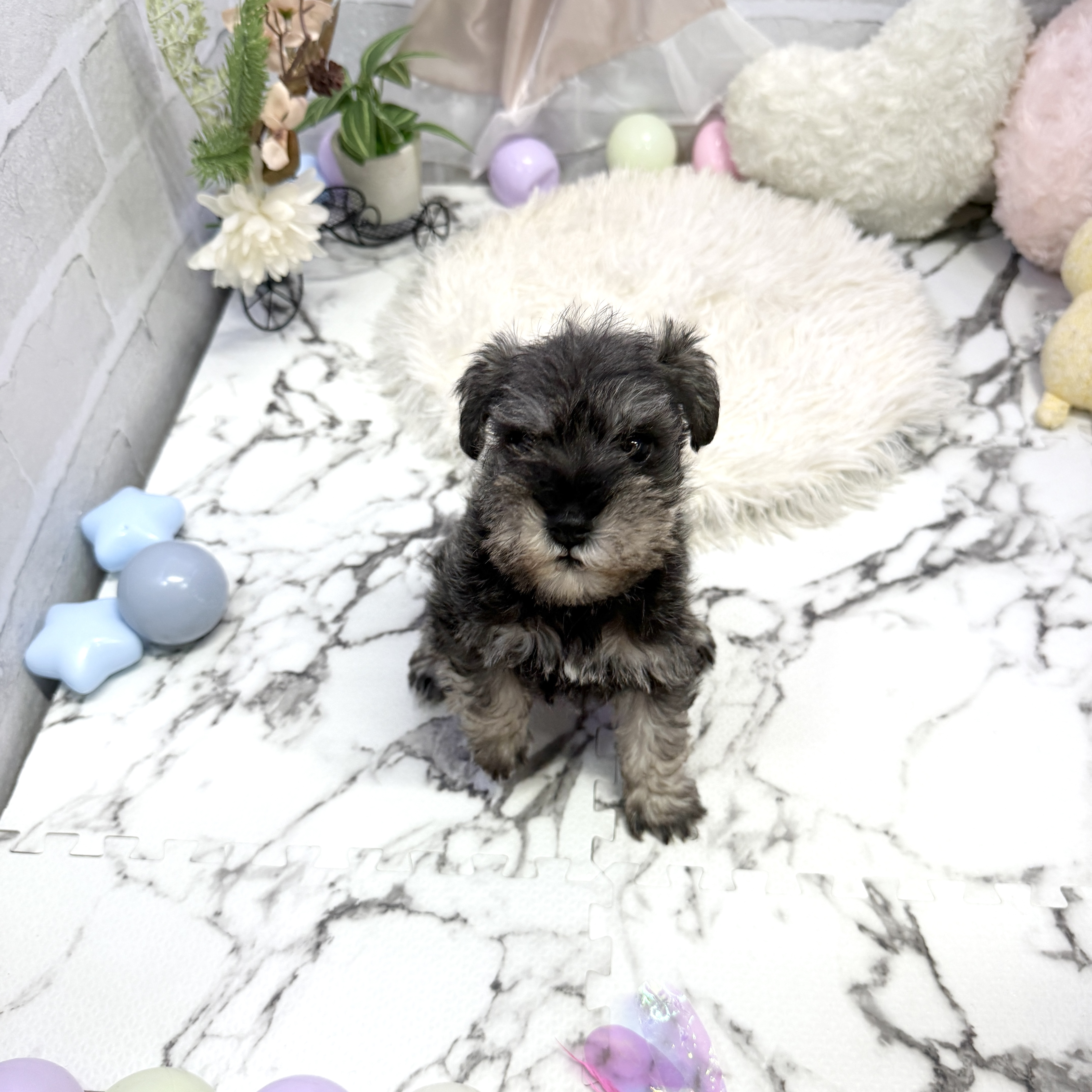 愛知県のミニチュアシュナウザー (犬の家＆猫の里岡崎店/2025年6月18日生まれ/男の子/ソルトペッパー)の子犬の2枚目の画像