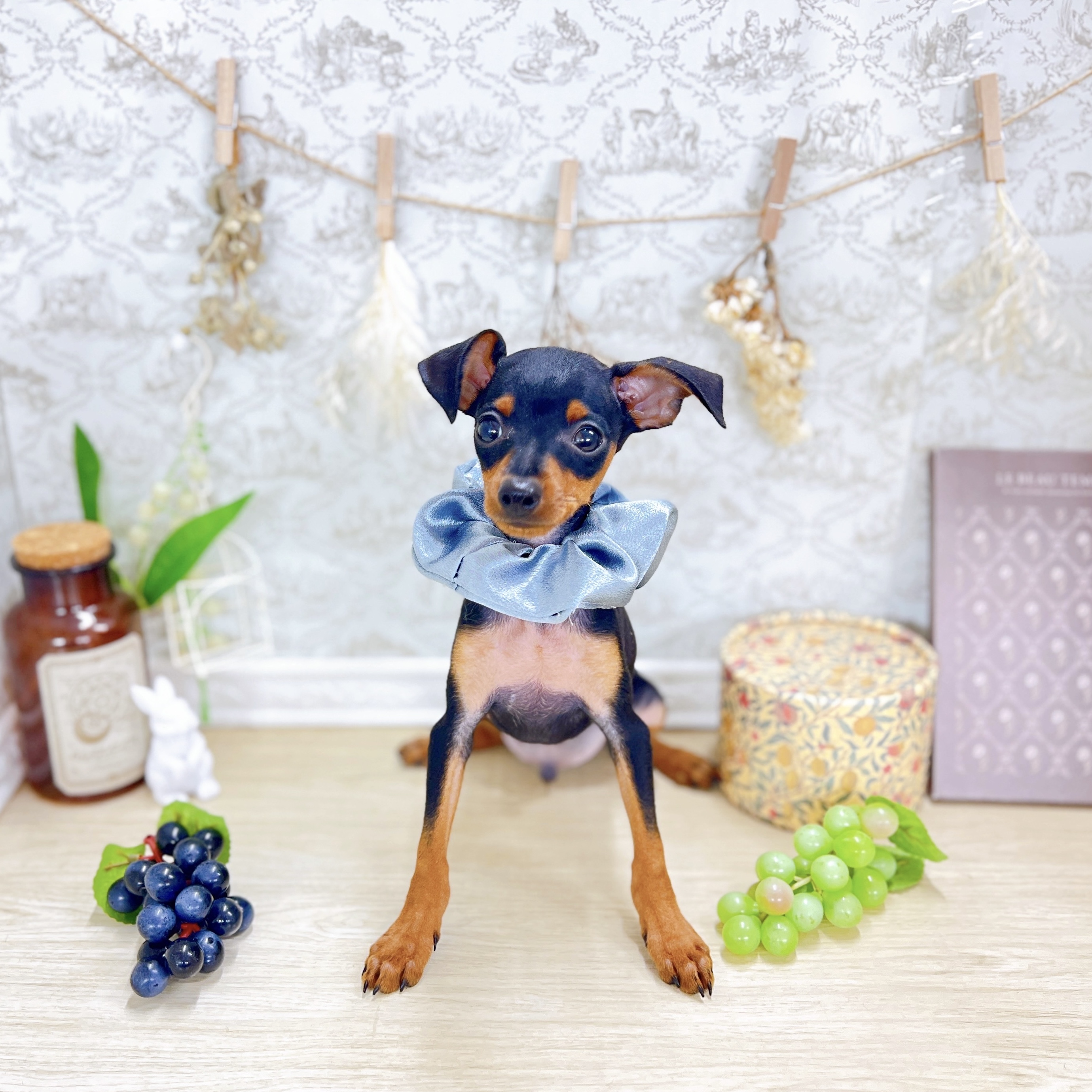 福井県のミニチュアピンシャー (犬の家＆猫の里アミーゴ福井大和田店/2025年6月23日生まれ/男の子/ブラックタン)の子犬の2枚目の画像