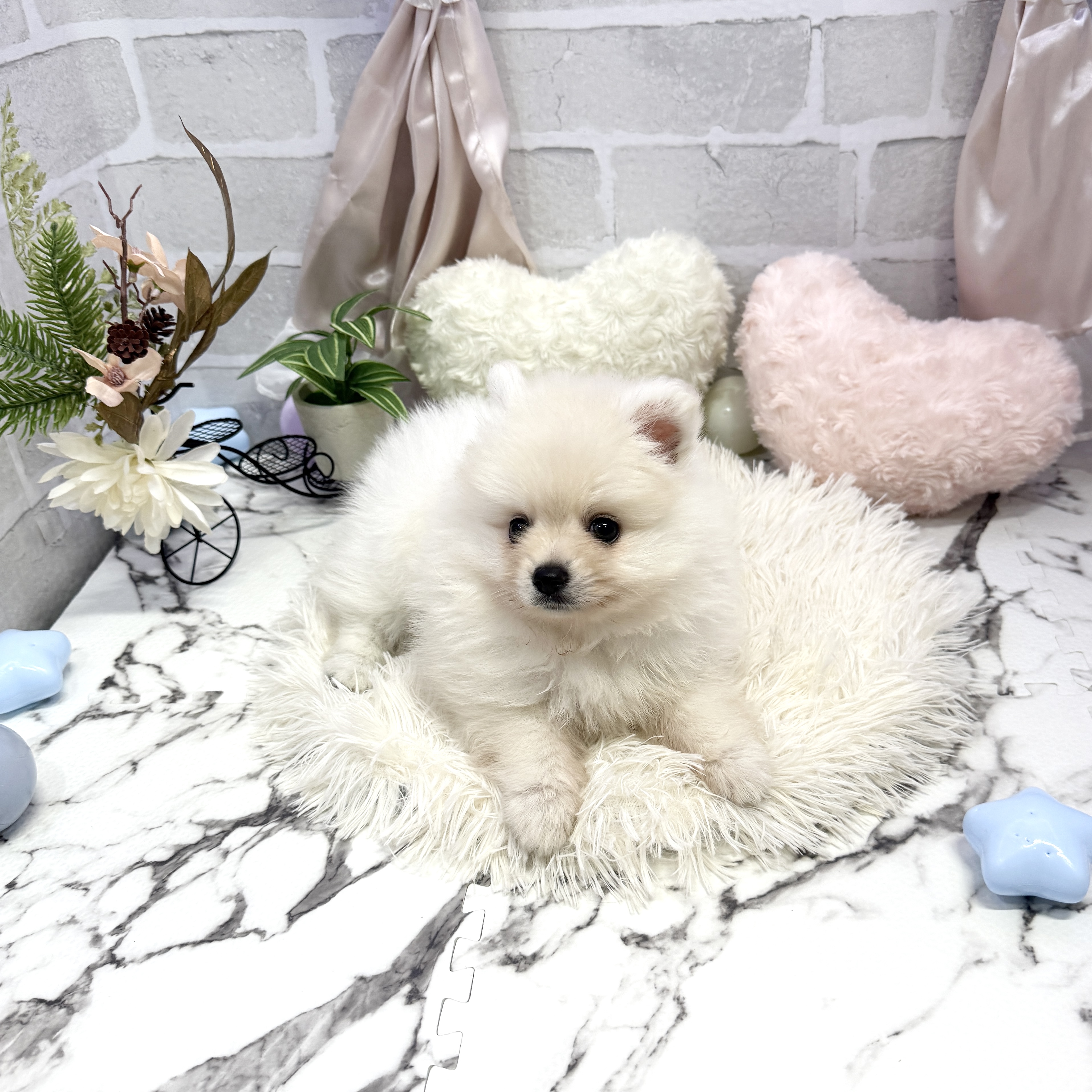 愛知県のポメラニアン (犬の家＆猫の里岡崎店/2025年6月22日生まれ/女の子/クリーム)の子犬の2枚目の画像