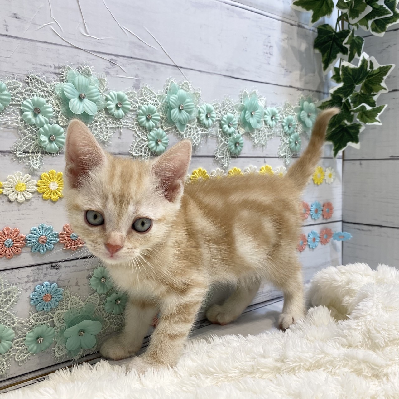 長野県のアメリカンショートヘアー (犬の家＆猫の里カインズ梓川店/2025年6月24日生まれ/男の子/レッドタビー)の子猫の1枚目の画像
