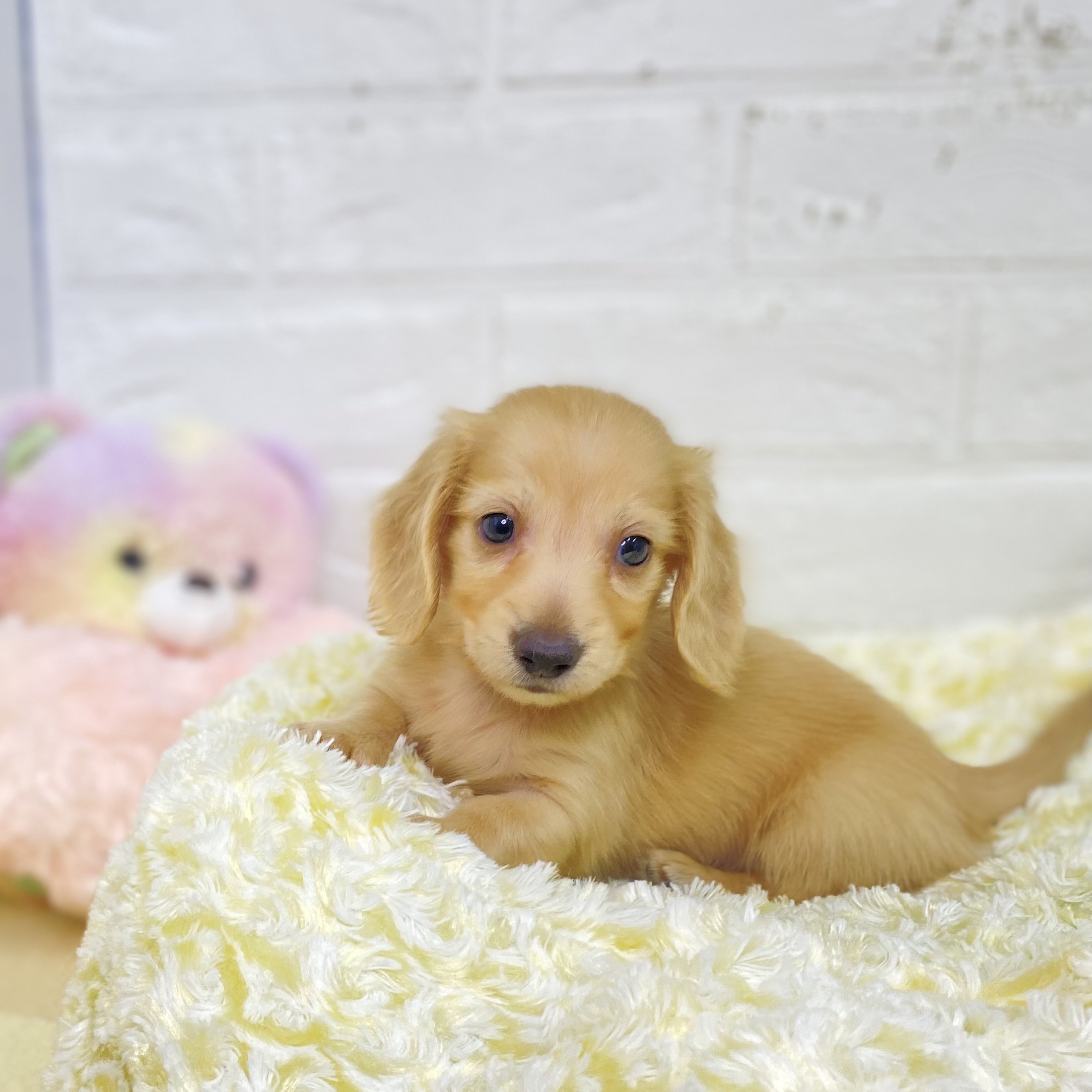 長野県のミニチュアダックスフンド(ロング) (犬の家＆猫の里長野店/2025年6月23日生まれ/男の子/イエロー)の子犬の2枚目の画像