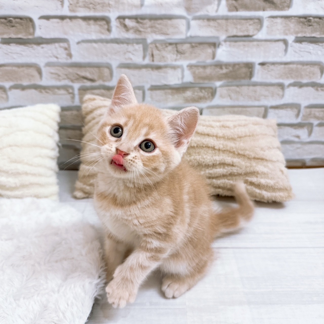 神奈川県のマンチカン (犬の家＆猫の里モザイクモール港北店/2025年6月24日生まれ/男の子/クリームタビー)の子猫の2枚目の画像