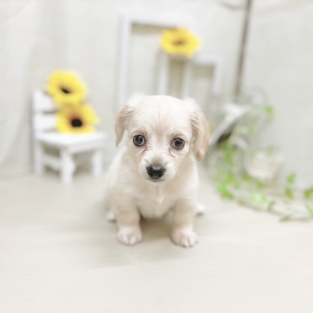 静岡県のチワックス(チワワ×ダックス) (犬の家＆猫の里藤枝店/2025年6月22日生まれ/女の子/イエロー)の子犬の1枚目の画像