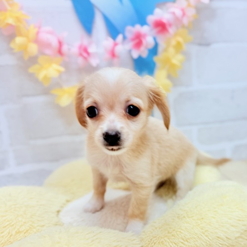 静岡県のチワックス(チワワ×ダックス) (犬の家＆猫の里プレ葉ウォーク浜北店/2025年6月20日生まれ/男の子/イエロー)の子犬の1枚目の画像