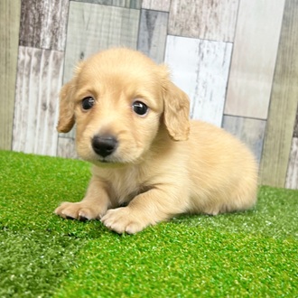 静岡県のカニンヘンダックスフンド(ロング) (犬の家＆猫の里マークイズ静岡店/2025年6月24日生まれ/男の子/イエロー)の子犬の1枚目の画像