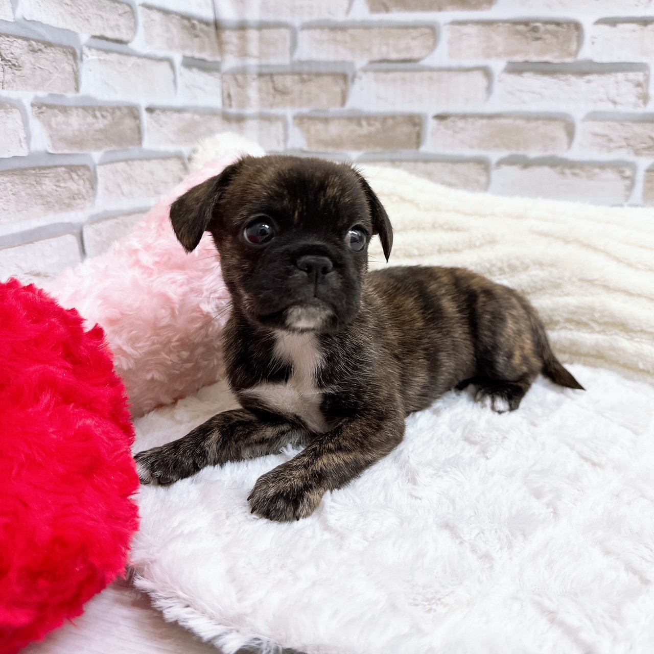神奈川県のハーフ犬・ミックス犬 (犬の家＆猫の里モザイクモール港北店/2025年6月24日生まれ/女の子/ブリンドルホワイト)の子犬の2枚目の画像
