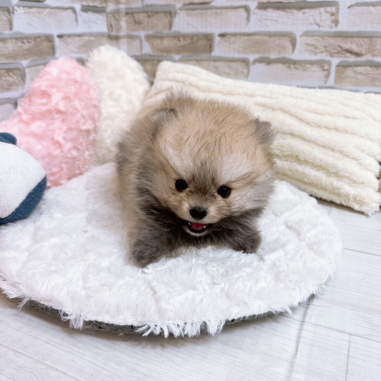 神奈川県のポメチワ/チワポメ/ポメチー(ポメラニアン×チワワ) (犬の家＆猫の里モザイクモール港北店/2025年6月23日生まれ/女の子/クリームセーブル)の子犬の2枚目の画像