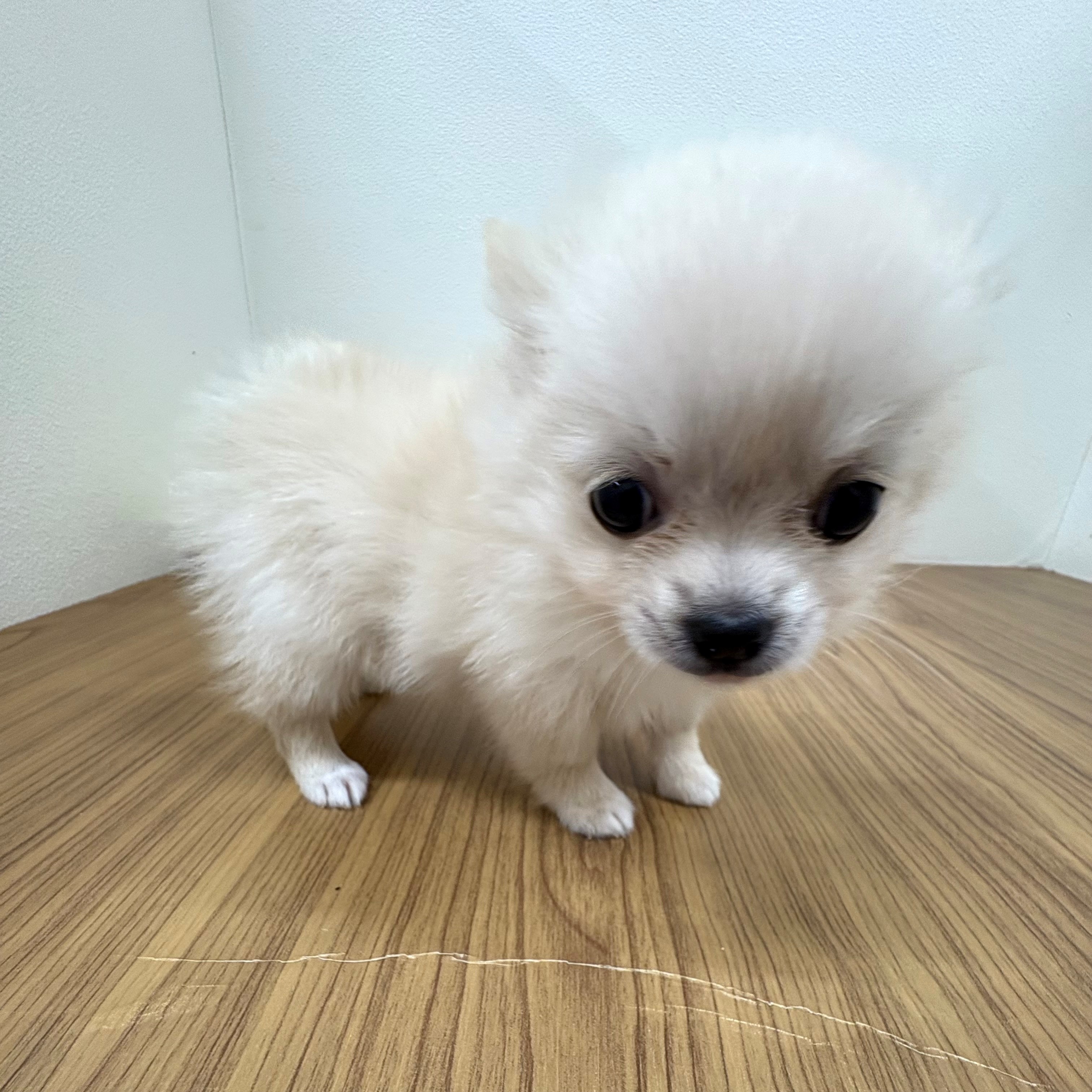 福岡県のポメチワ/チワポメ/ポメチー(ポメラニアン×チワワ) (犬の家＆猫の里トリアス久山店/2025年6月24日生まれ/女の子/クリーム)の子犬の2枚目の画像