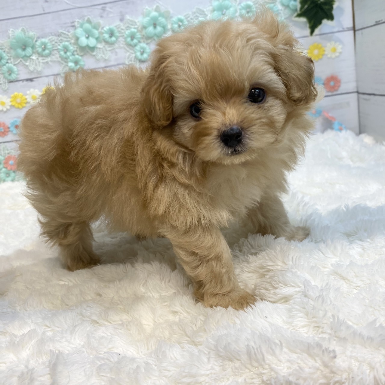長野県のポメプー(ポメラニアン×プードル) (犬の家＆猫の里カインズ梓川店/2025年6月21日生まれ/男の子/アプリコット)の子犬の2枚目の画像