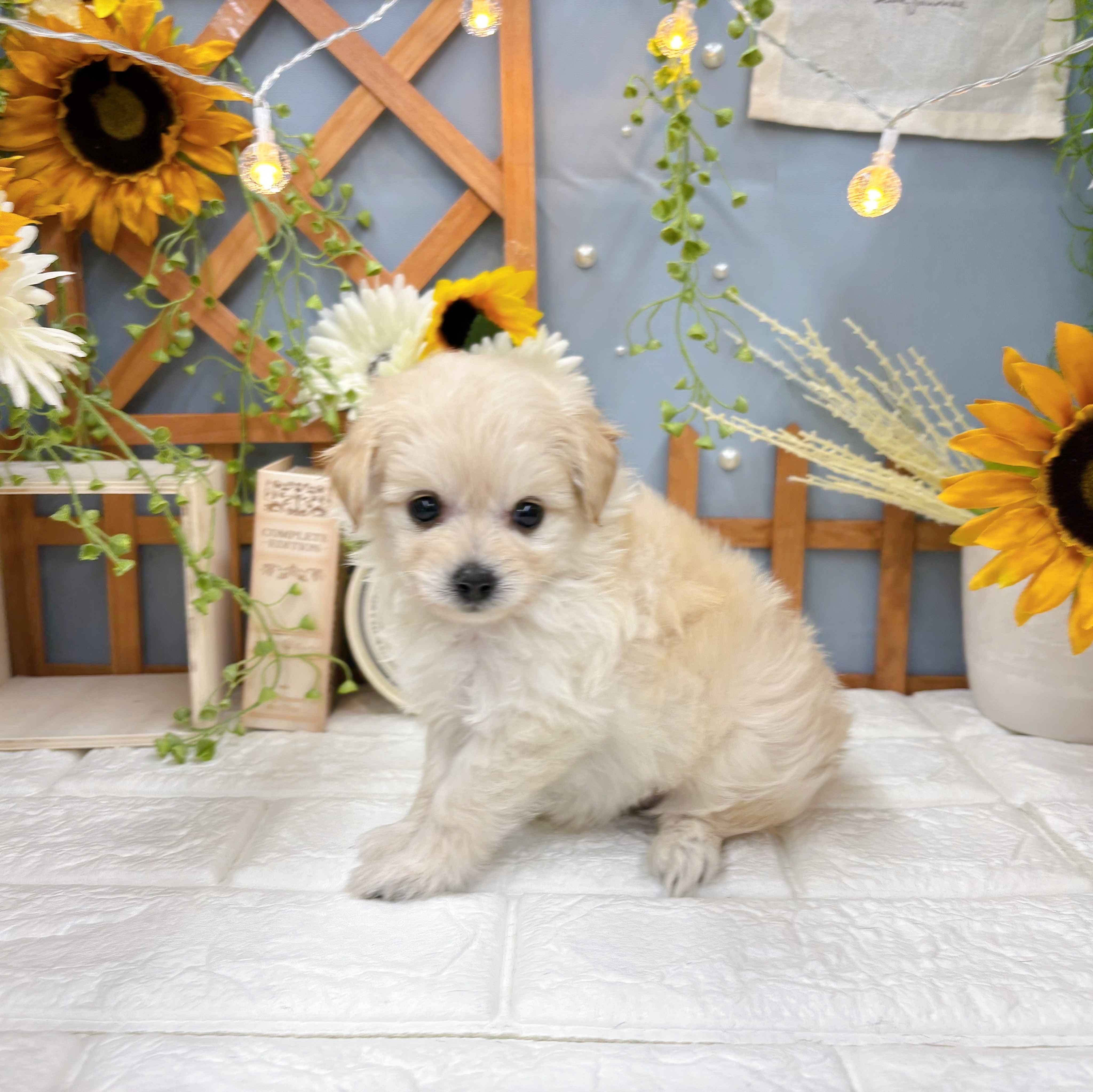 千葉県のポメプー(ポメラニアン×プードル) (犬の家＆猫の里ワンズモール稲毛店/2025年6月21日生まれ/女の子/アプリコット)の子犬の1枚目の画像