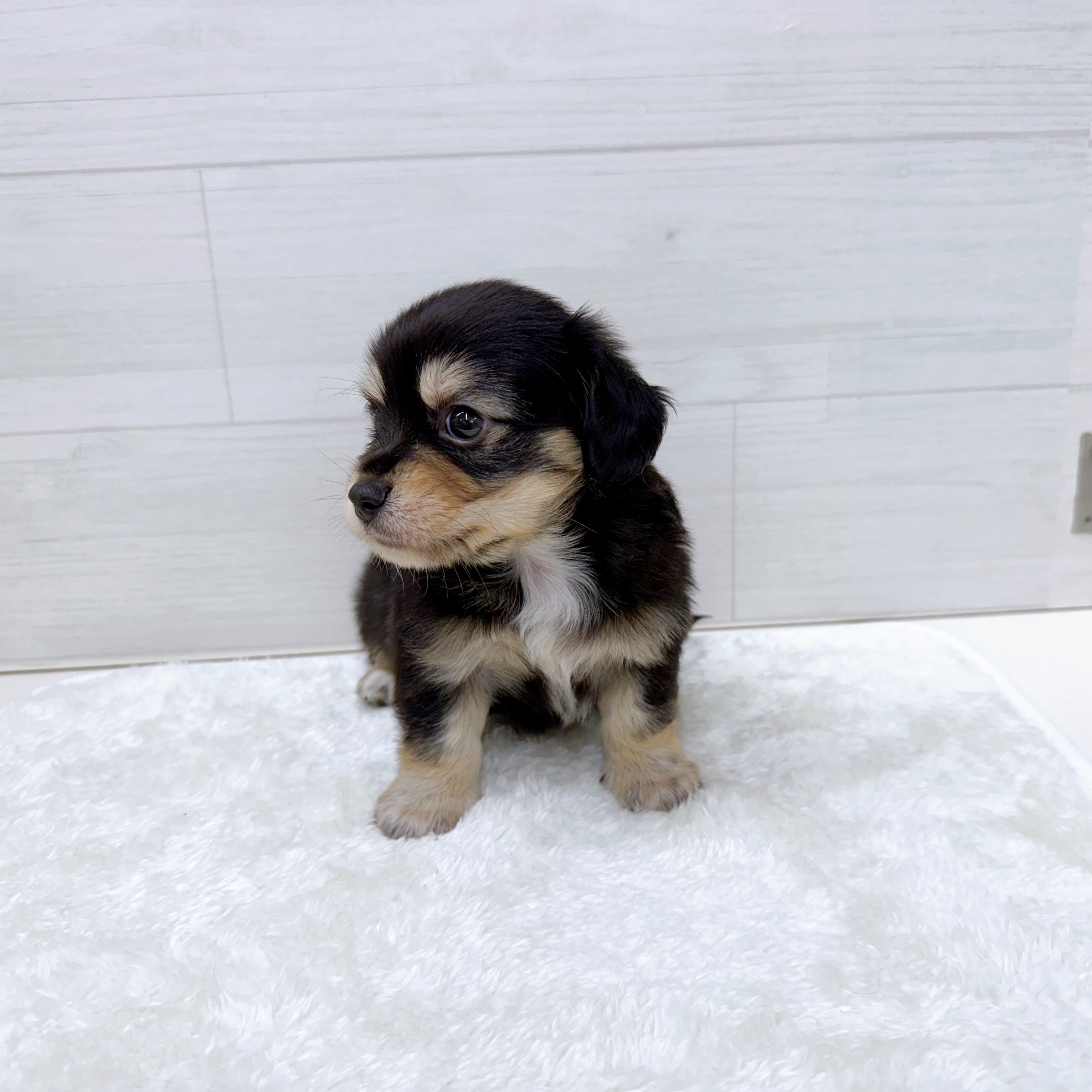 石川県のチワックス(チワワ×ダックス) (犬の家＆猫の里アミーゴ金沢おこばた店/2025年6月24日生まれ/男の子/ブラックイエロー)の子犬の2枚目の画像