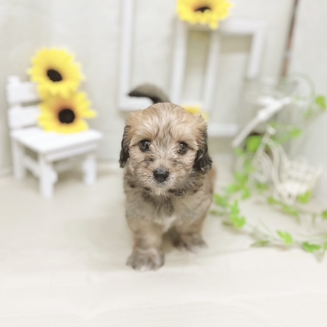 静岡県のマルックス(マルチーズ×ダックス) (犬の家＆猫の里藤枝店/2025年6月22日生まれ/女の子/フォーン)の子犬の1枚目の画像