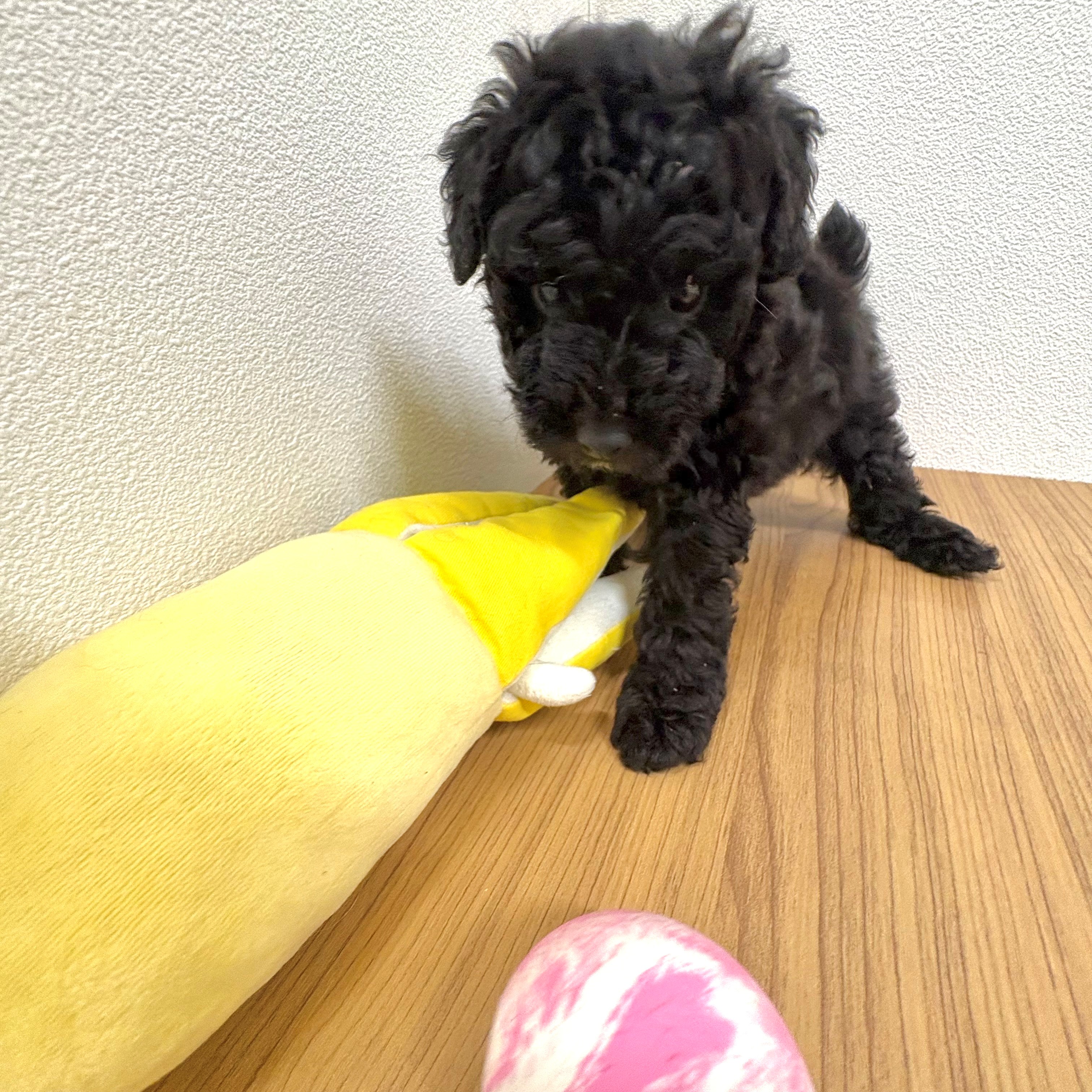 福岡県のトイプードル(トイ) (犬の家＆猫の里トリアス久山店/2025年6月24日生まれ/男の子/ブラック)の子犬の2枚目の画像