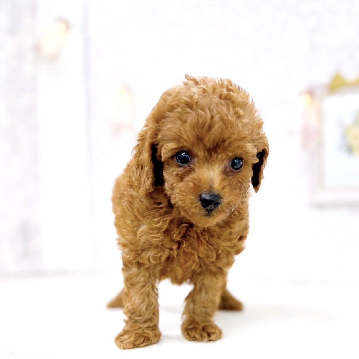 富山県のトイプードル(トイ) (犬の家＆猫の里アミーゴ高岡蓮花寺店/2025年6月22日生まれ/男の子/レッド)の子犬の2枚目の画像