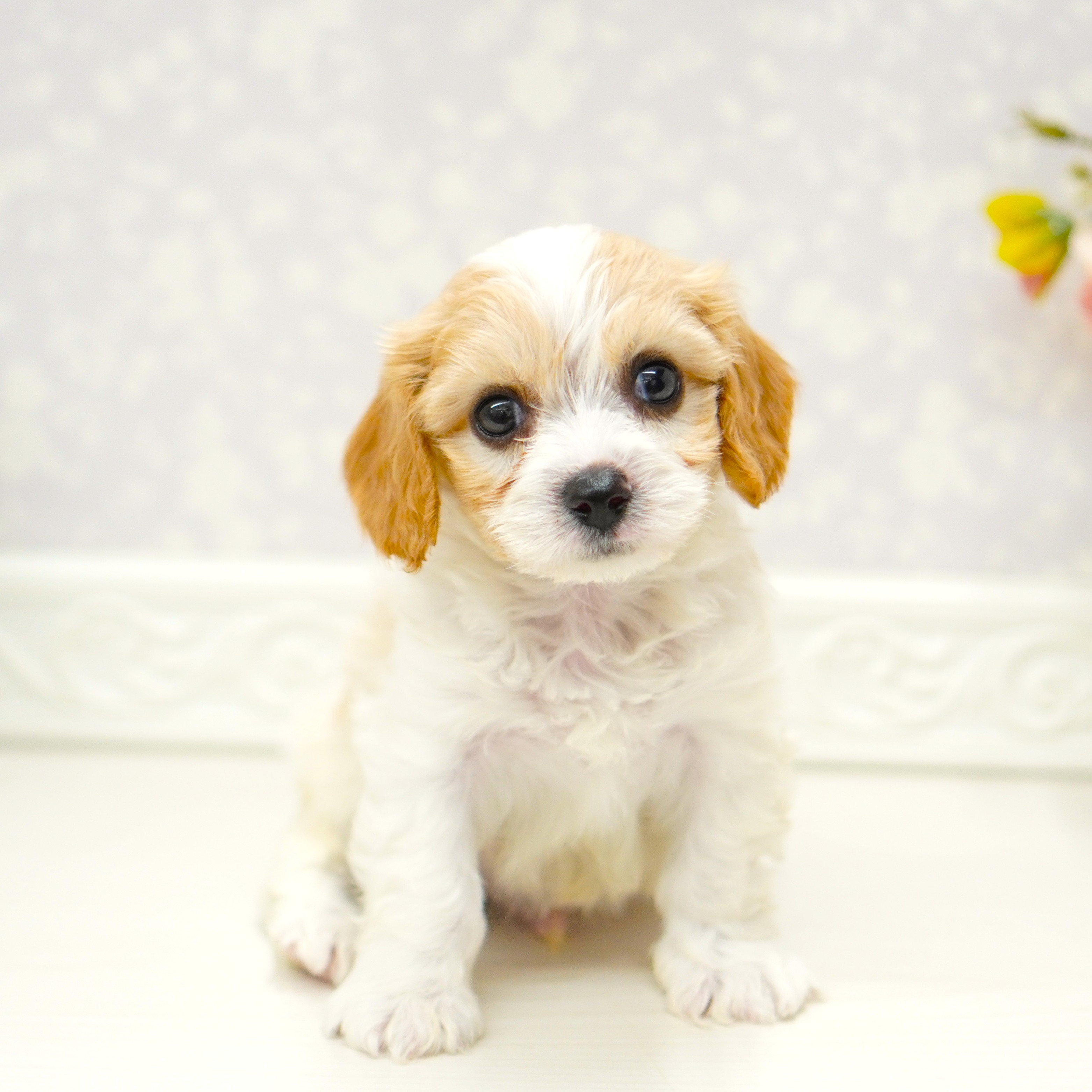 富山県のハーフ犬・ミックス犬 (犬の家＆猫の里アミーゴ山室店/2025年6月24日生まれ/男の子/ブレンハイム)の子犬の1枚目の画像