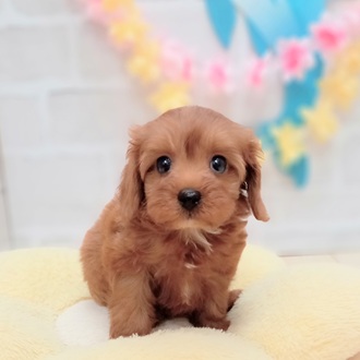静岡県のキャバプー(キャバリア×プードル) (犬の家＆猫の里プレ葉ウォーク浜北店/2025年6月21日生まれ/女の子/レッド)の子犬