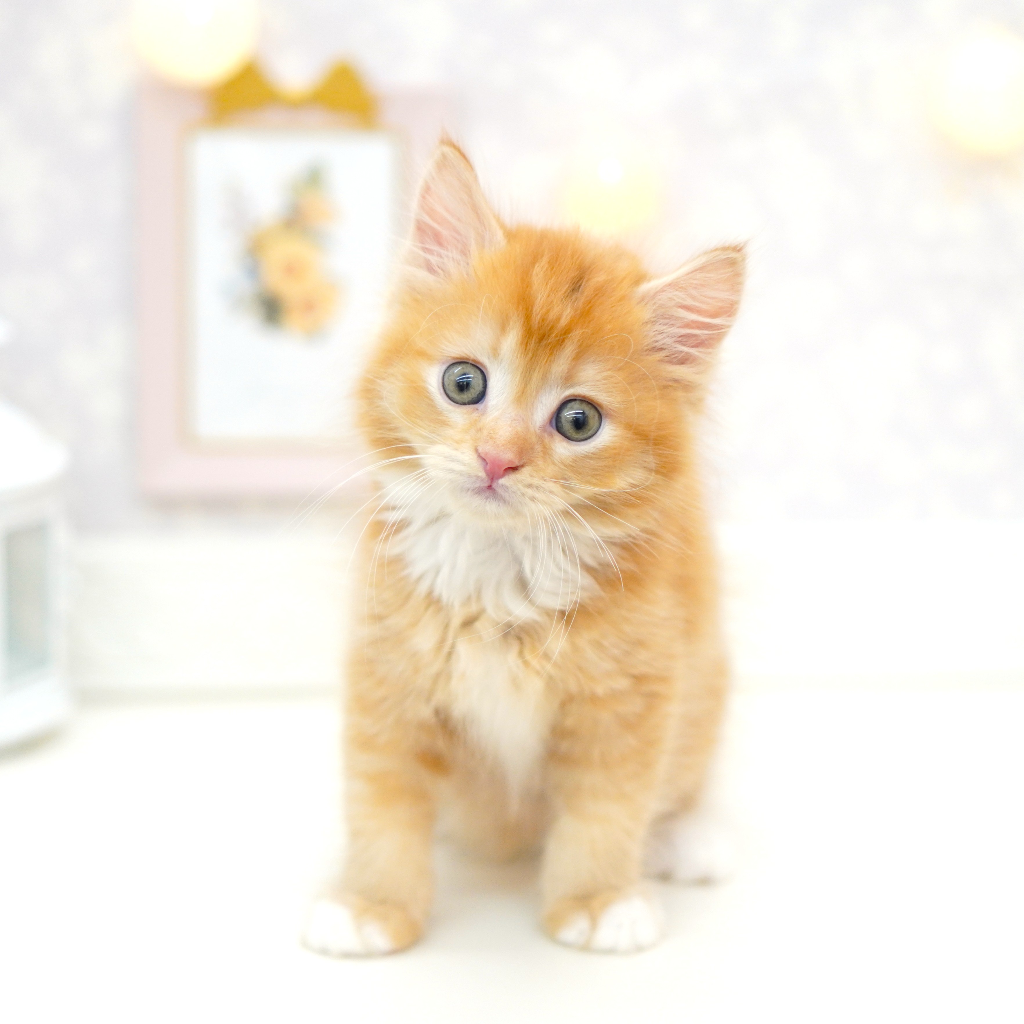 富山県のキンカロー (犬の家＆猫の里富山店/2025年6月23日生まれ/男の子/レッドタビーホワイト)の子猫の2枚目の画像