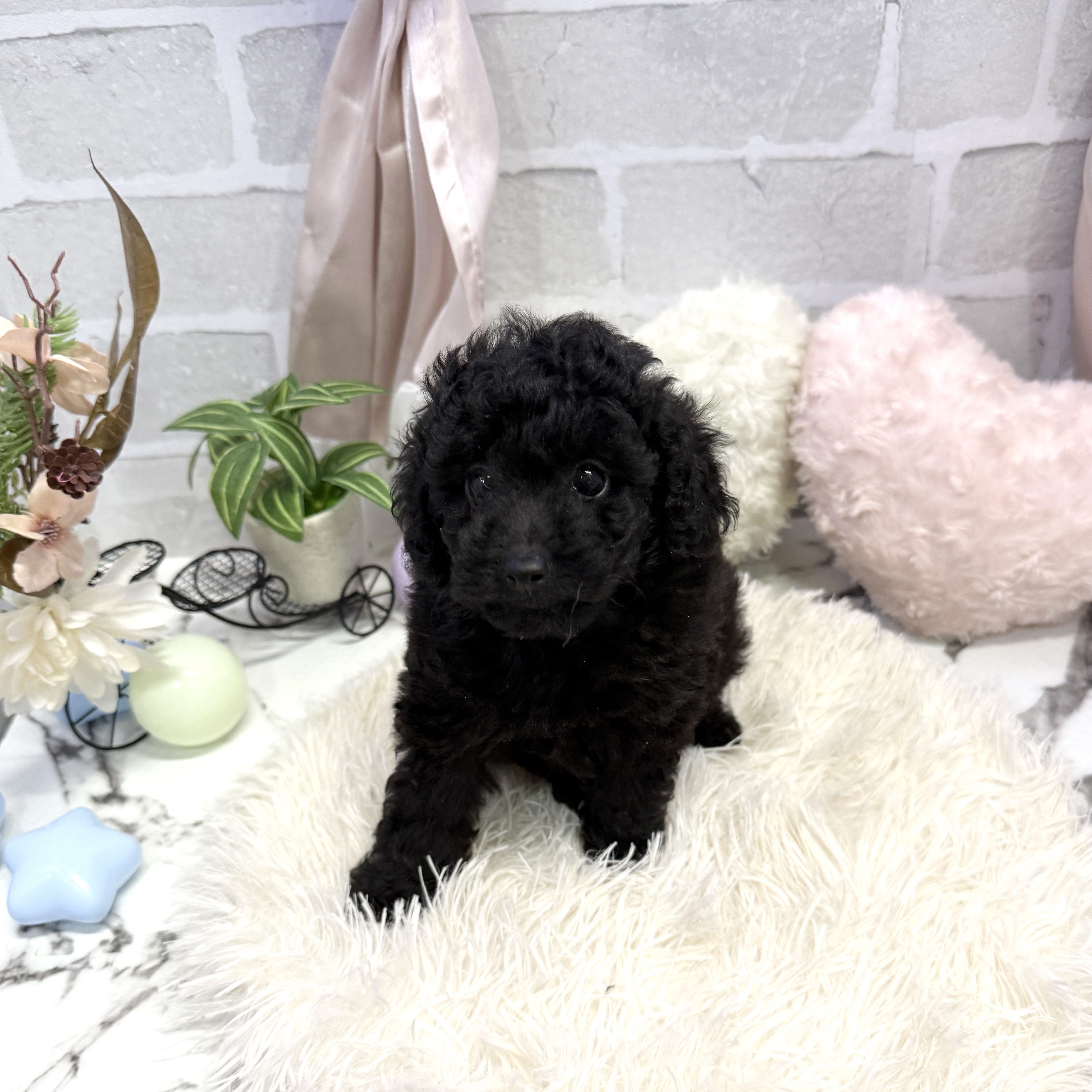愛知県のトイプードル(トイ) (犬の家＆猫の里岡崎店/2025年6月22日生まれ/男の子/ブラック)の子犬の2枚目の画像