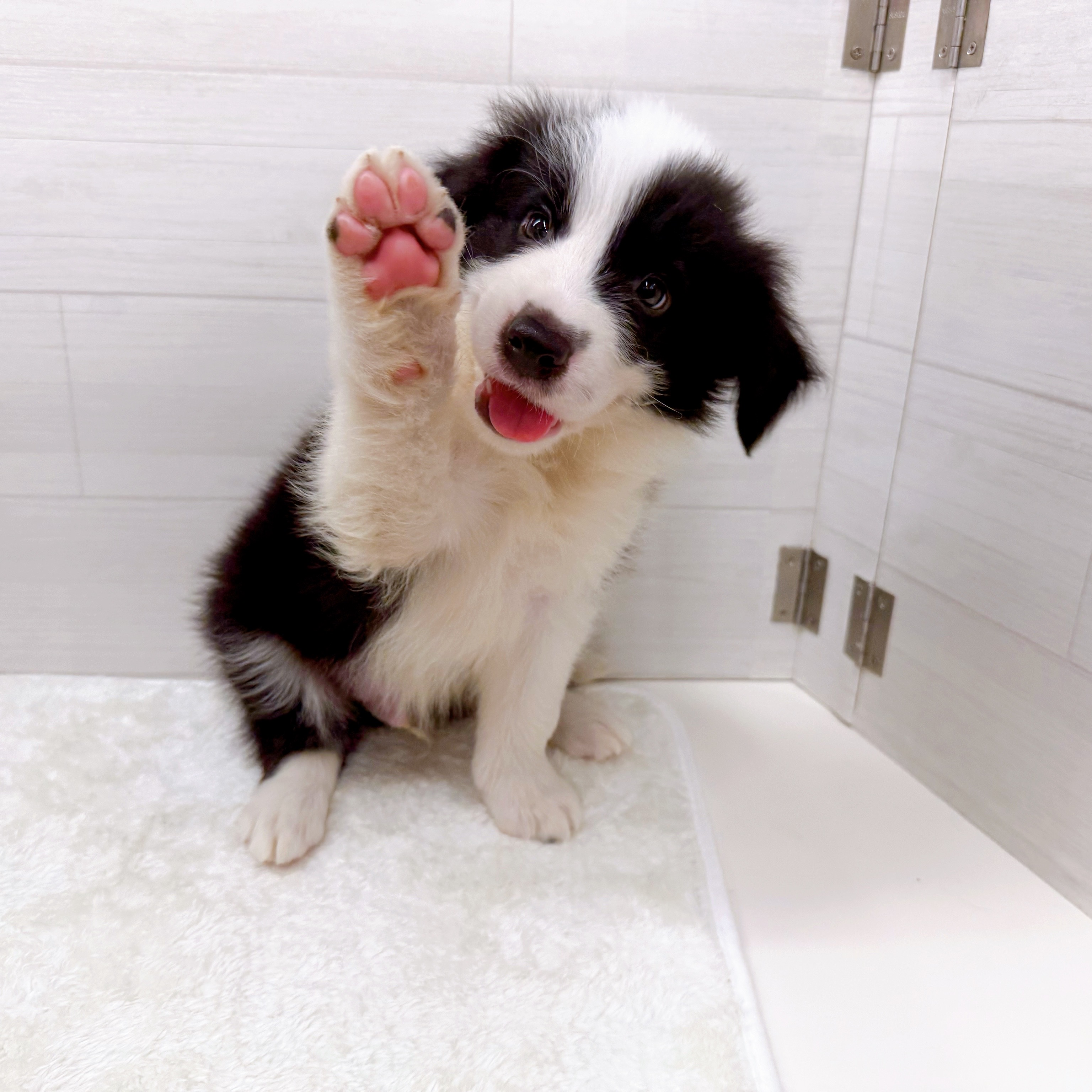 石川県のボーダーコリー (犬の家＆猫の里アミーゴ金沢おこばた店/2025年6月24日生まれ/男の子/ブラックホワイト)の子犬の2枚目の画像