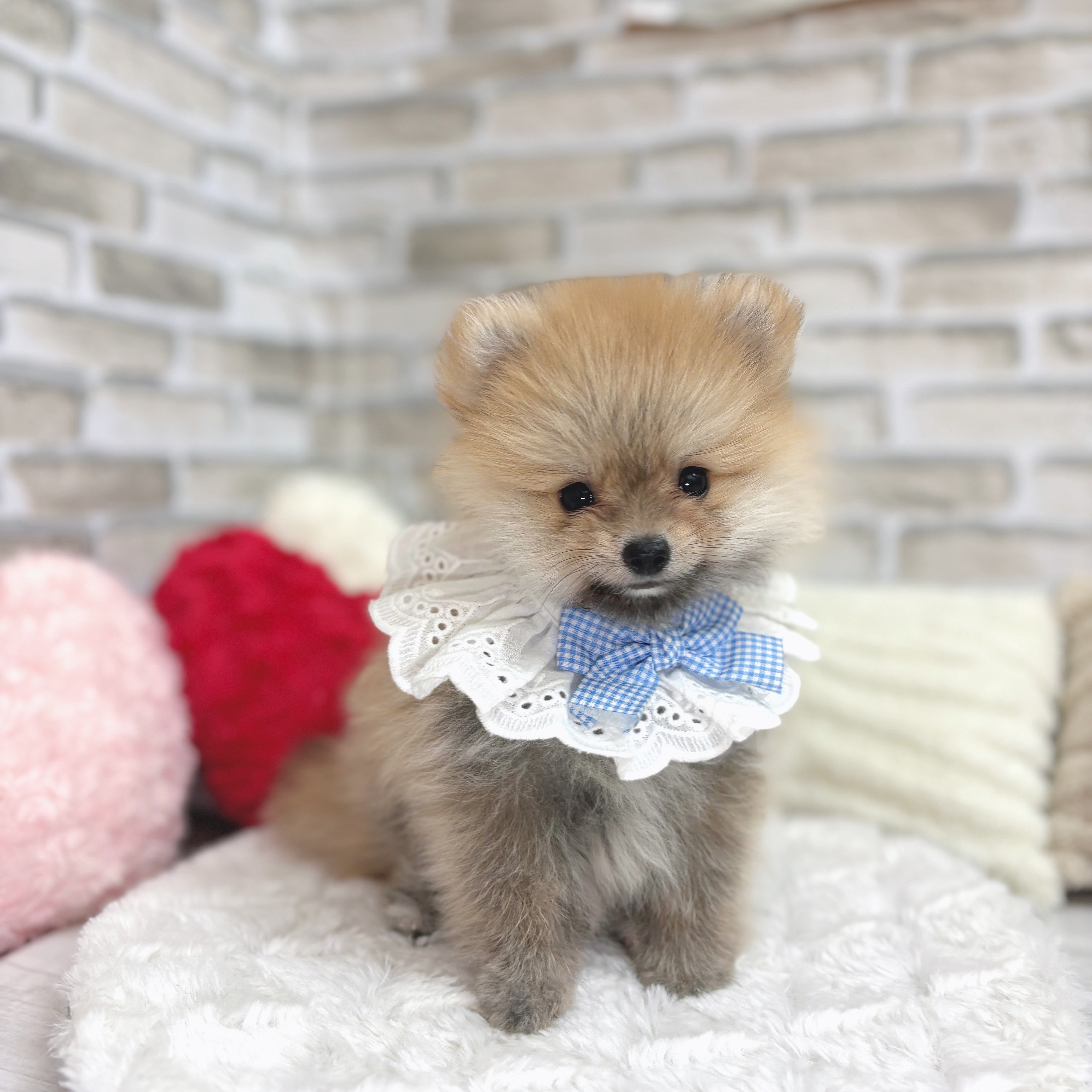 神奈川県のポメラニアン (犬の家＆猫の里モザイクモール港北店/2025年6月23日生まれ/男の子/オレンジセーブル)の子犬の1枚目の画像