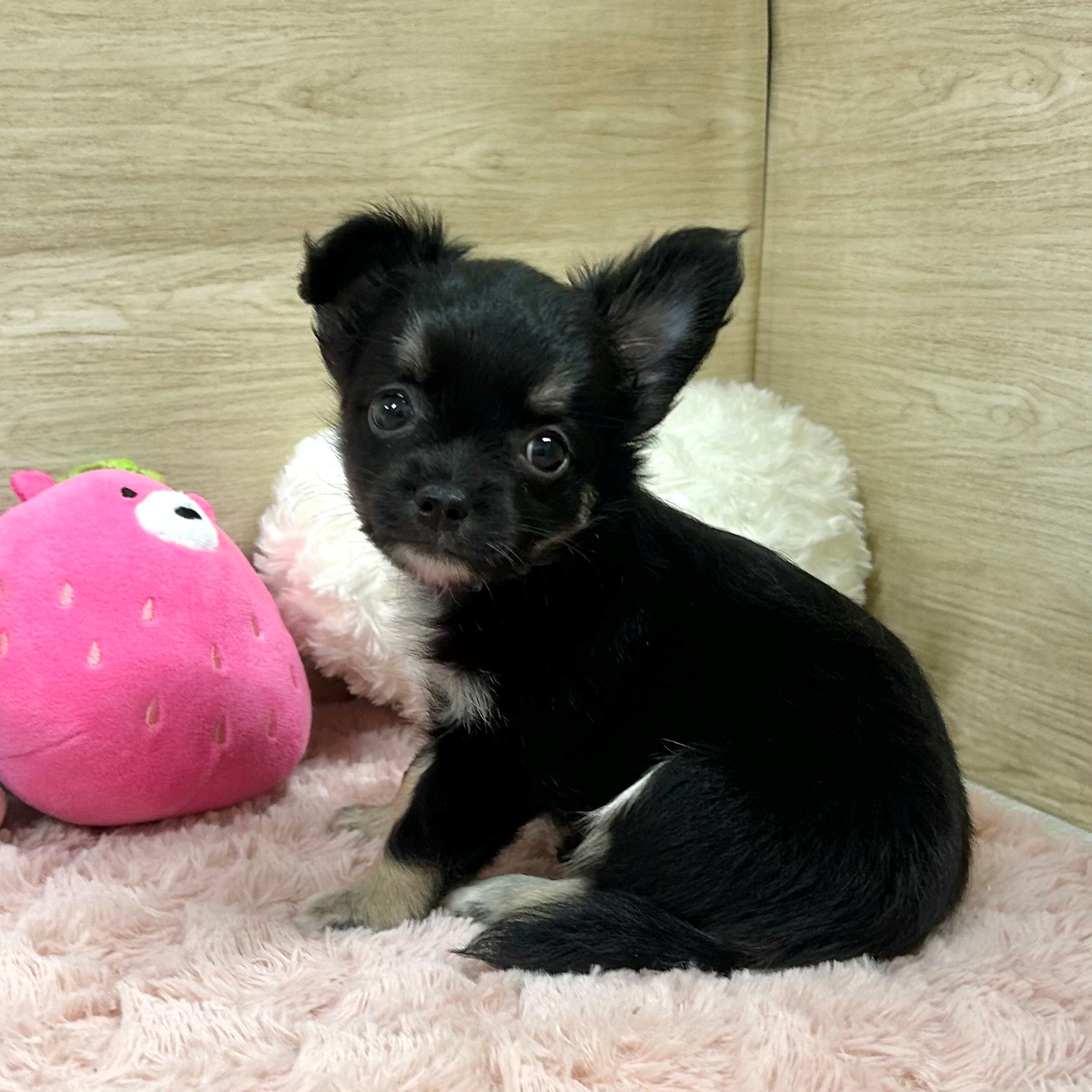大阪府のチワワ(ロング) (犬の家＆猫の里そよら東岸和田店/2025年6月23日生まれ/女の子/ブラックタンホワイト)の子犬の2枚目の画像