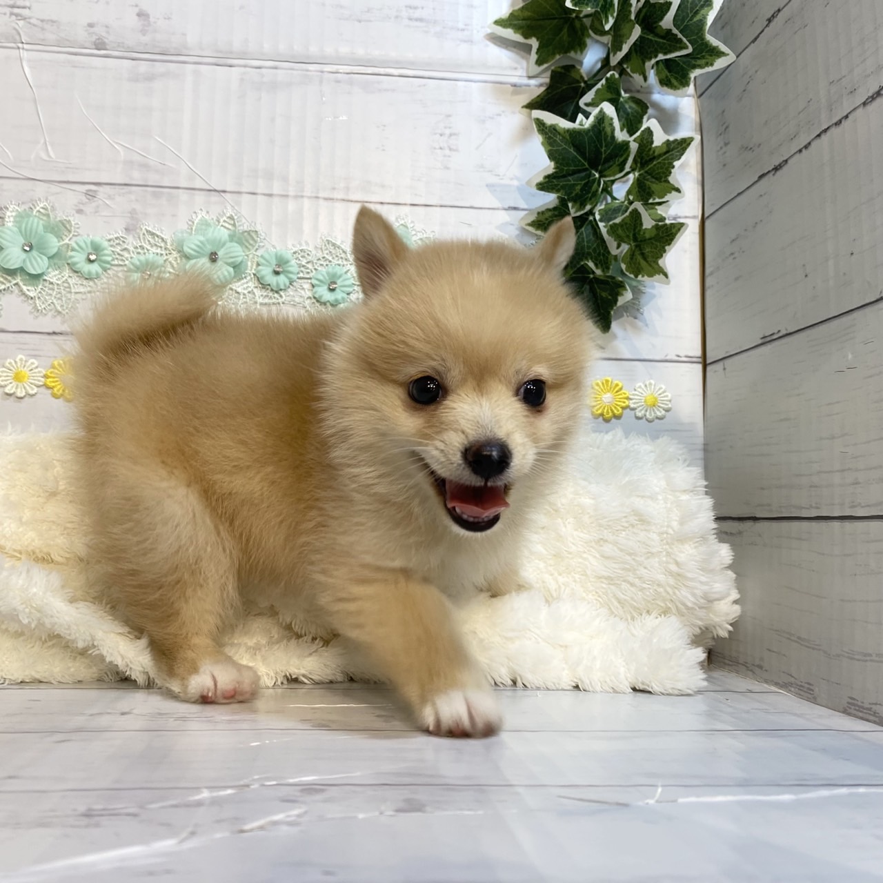 長野県のポメ柴/豆ポメ/ポメ豆柴(ポメラニアン×柴犬) (犬の家&猫の里カインズ梓川店/2025年6月23日生まれ/女の子/オレンジホワイト)の子犬