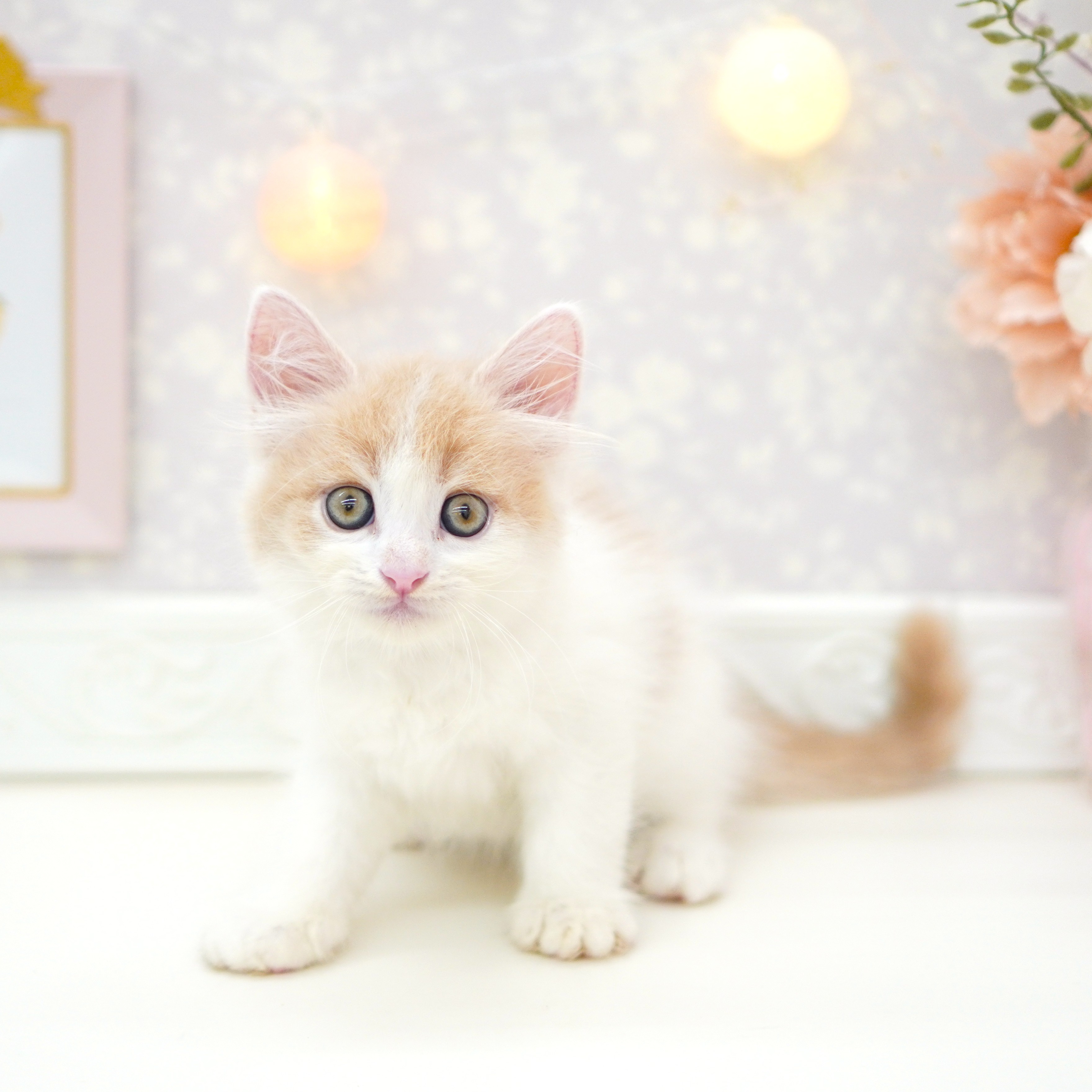 富山県のマンチカン (犬の家＆猫の里富山店/2025年6月19日生まれ/男の子/クリームタビーホワイト)の子猫の2枚目の画像