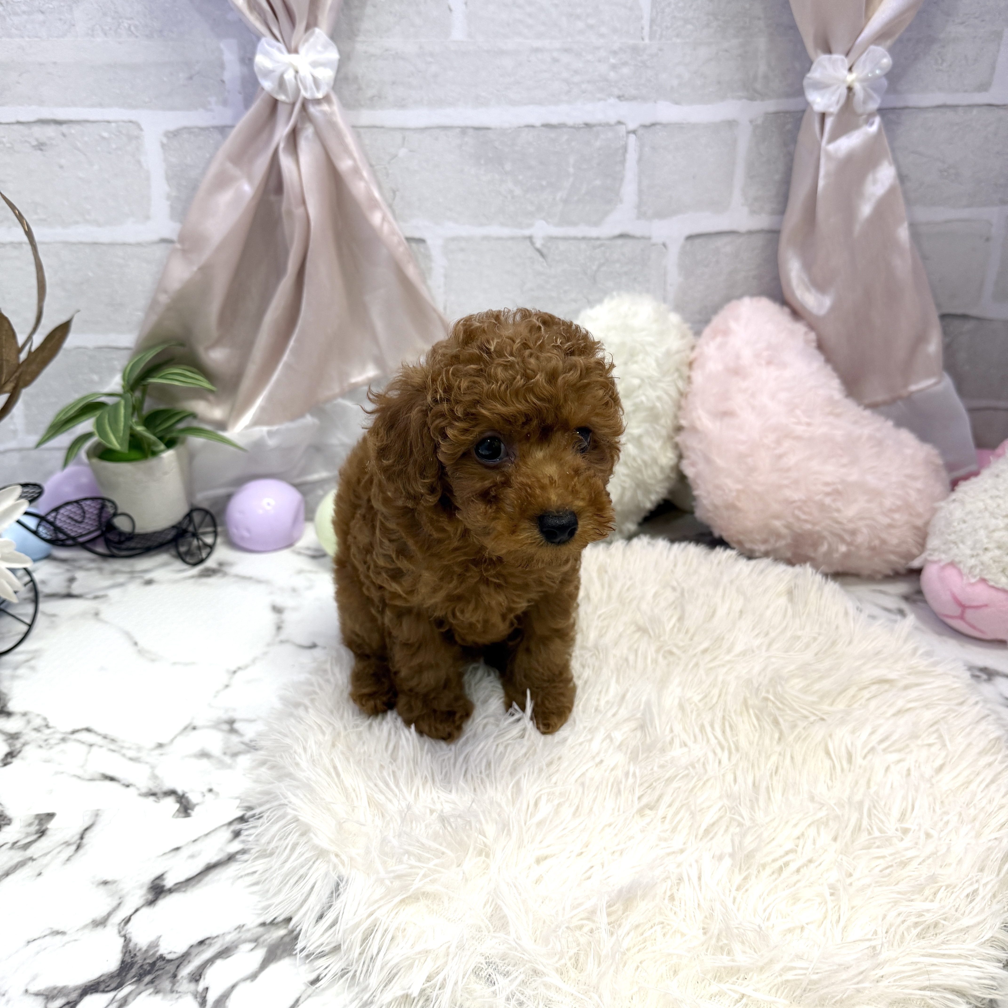 愛知県のトイプードル(トイ) (犬の家＆猫の里岡崎店/2025年6月22日生まれ/男の子/レッド)の子犬の2枚目の画像
