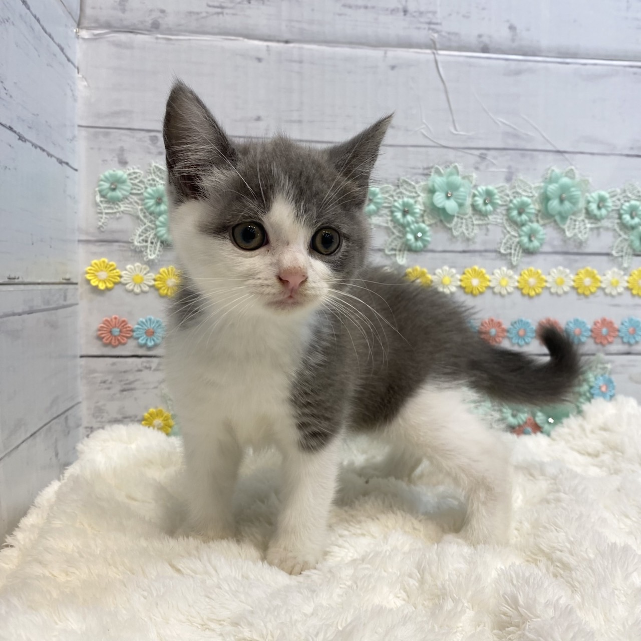 長野県のブリティッシュショートヘアー (犬の家＆猫の里カインズ梓川店/2025年6月19日生まれ/男の子/ブルーホワイト)の子猫の2枚目の画像