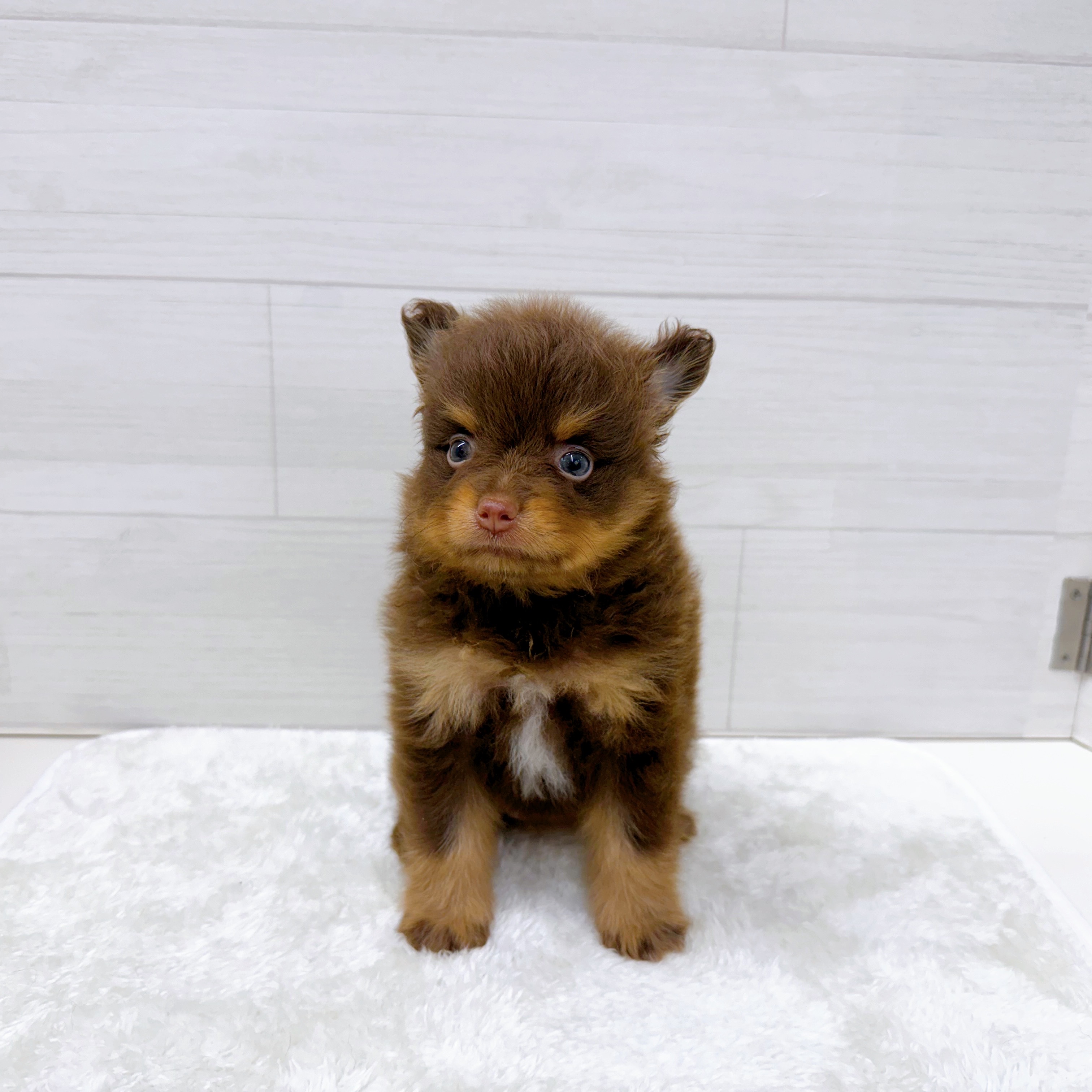 石川県のポメラニアン (犬の家＆猫の里アミーゴ金沢おこばた店/2025年6月23日生まれ/女の子/チョコレートタンホワイト)の子犬の2枚目の画像