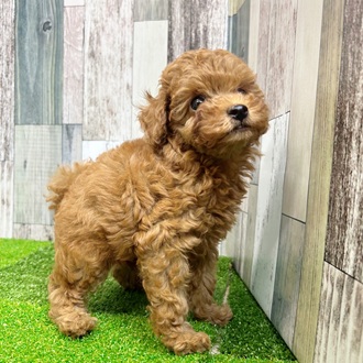 静岡県のトイプードル(トイ) (犬の家＆猫の里マークイズ静岡店/2025年6月19日生まれ/女の子/レッド)の子犬の2枚目の画像