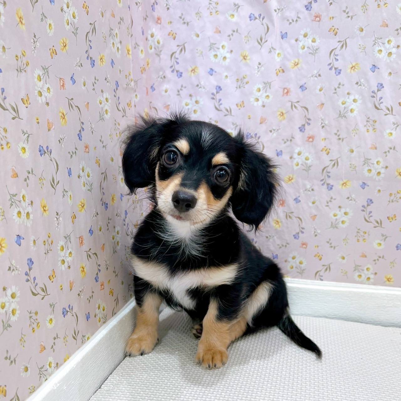 石川県のチワックス(チワワ×ダックス) (犬の家＆猫の里金沢店/2025年6月21日生まれ/女の子/ブラックイエロー)の子犬の1枚目の画像