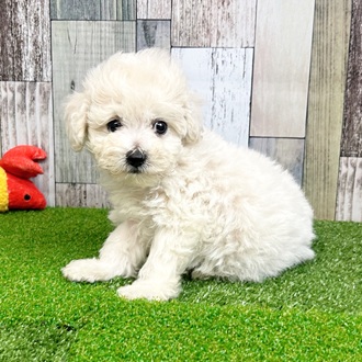 静岡県のビションプー(ビションフリーゼ×プードル) (犬の家＆猫の里マークイズ静岡店/2025年6月24日生まれ/男の子/ホワイト)の子犬の1枚目の画像