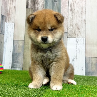 静岡県の柴犬(標準サイズ) (犬の家＆猫の里マークイズ静岡店/2025年6月23日生まれ/男の子/赤)の子犬の2枚目の画像