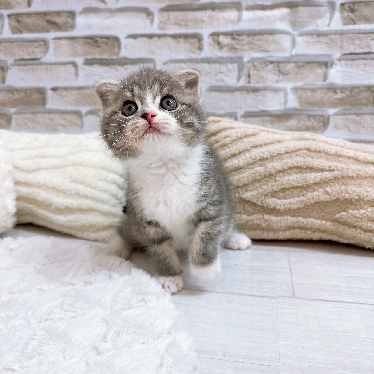 神奈川県のスコティッシュフォールド (犬の家＆猫の里モザイクモール港北店/2025年6月21日生まれ/男の子/ブルータビーホワイト)の子猫の2枚目の画像