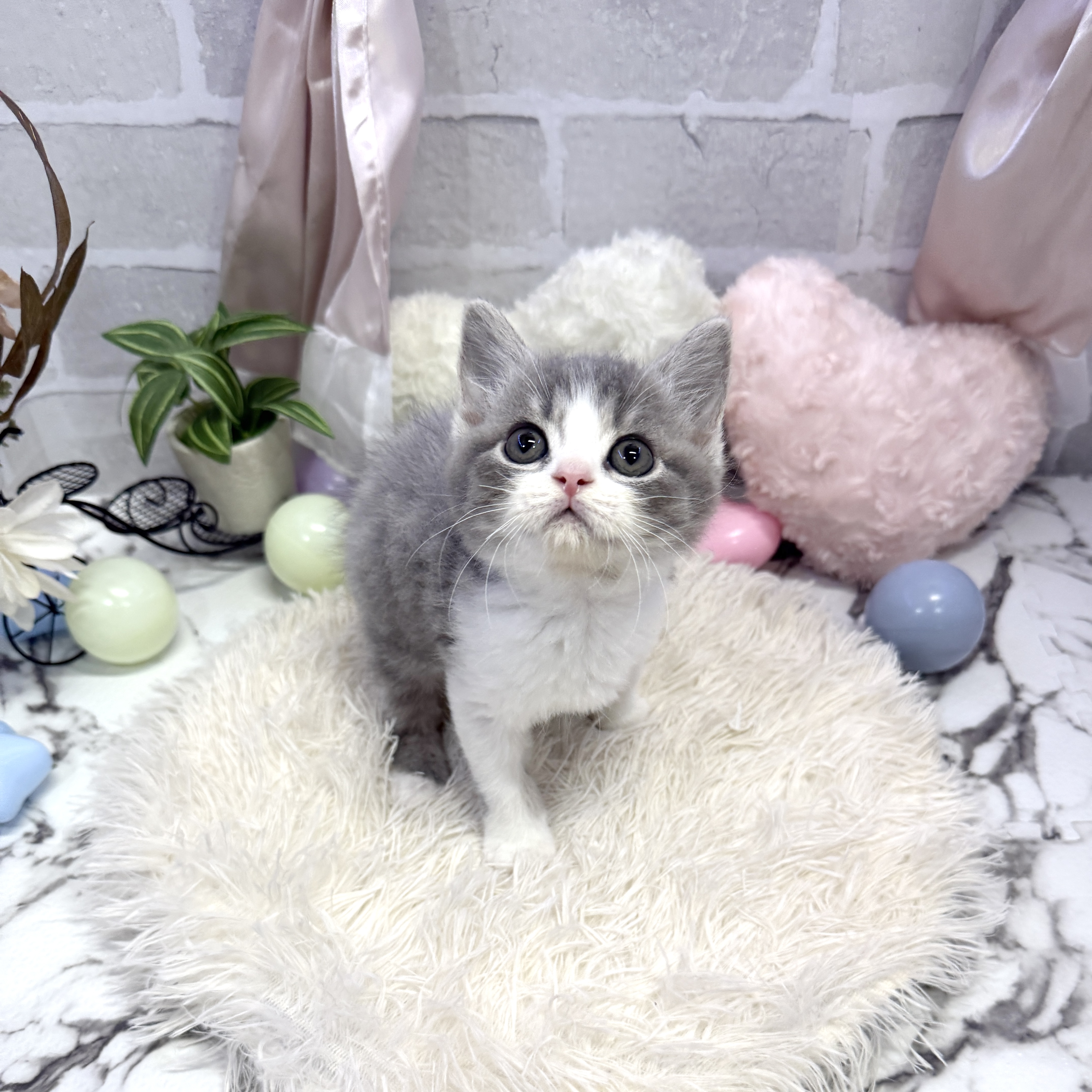 愛知県のスコティッシュフォールド (犬の家＆猫の里岡崎店/2025年6月21日生まれ/男の子/ブルータビーホワイト)の子猫の2枚目の画像