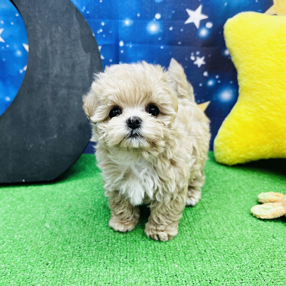 愛知県のマルプー(マルチーズ×プードル) (犬の家＆猫の里名古屋天白店/2025年6月24日生まれ/男の子/アプリコット)の子犬の2枚目の画像