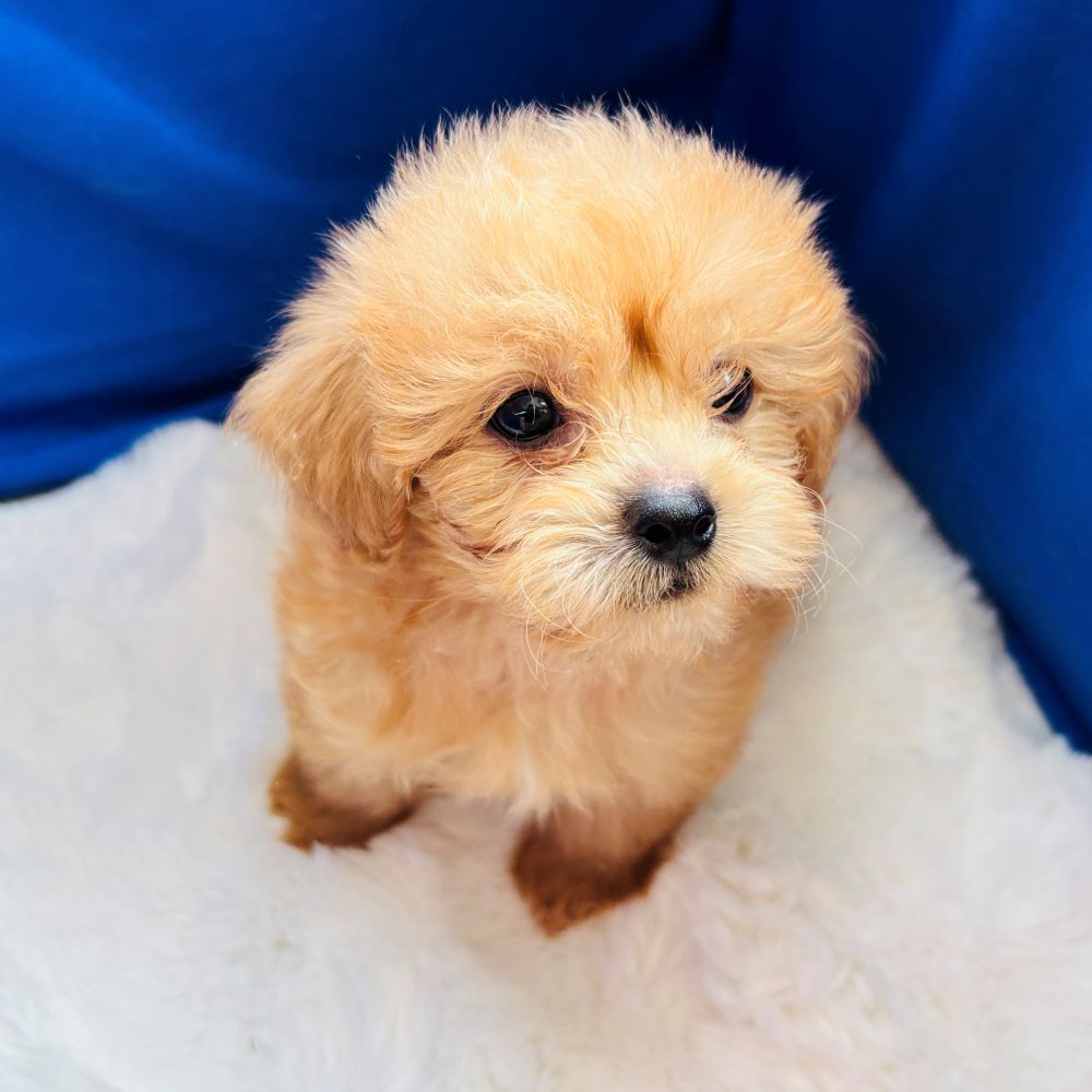 愛知県のペキプー(ペキニーズ×プードル) (犬の家＆猫の里愛知刈谷店/2025年6月21日生まれ/男の子/アプリコット)の子犬の2枚目の画像