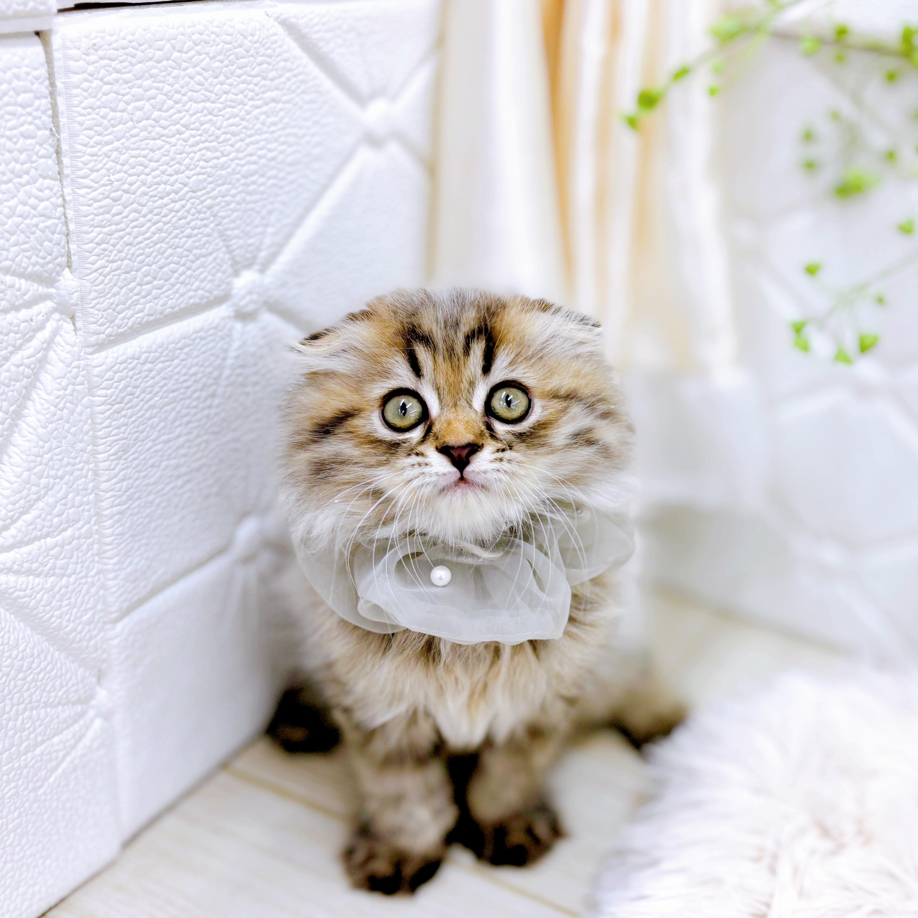 福井県のスコティッシュフォールド (犬の家＆猫の里アミーゴ福井店/2025年6月23日生まれ/男の子/ブラウンタビー)の子猫の1枚目の画像