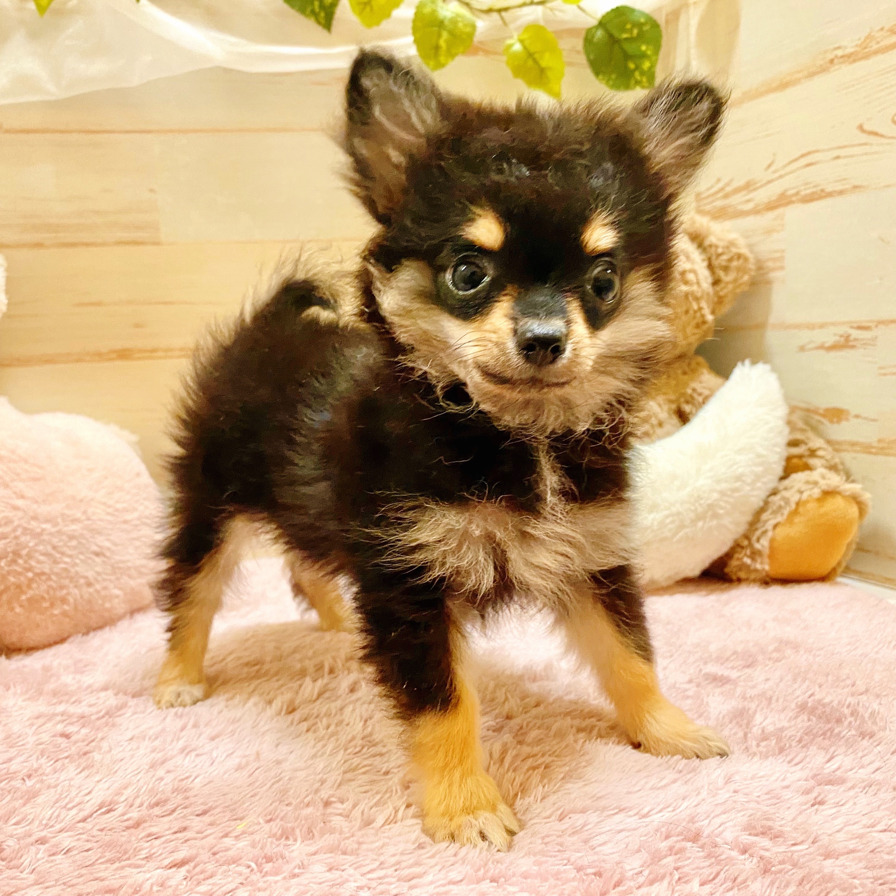兵庫県のポメチワ/チワポメ/ポメチー(ポメラニアン×チワワ) (犬の家＆猫の里神戸店/2025年6月19日生まれ/男の子/ブラックタン)の子犬の2枚目の画像