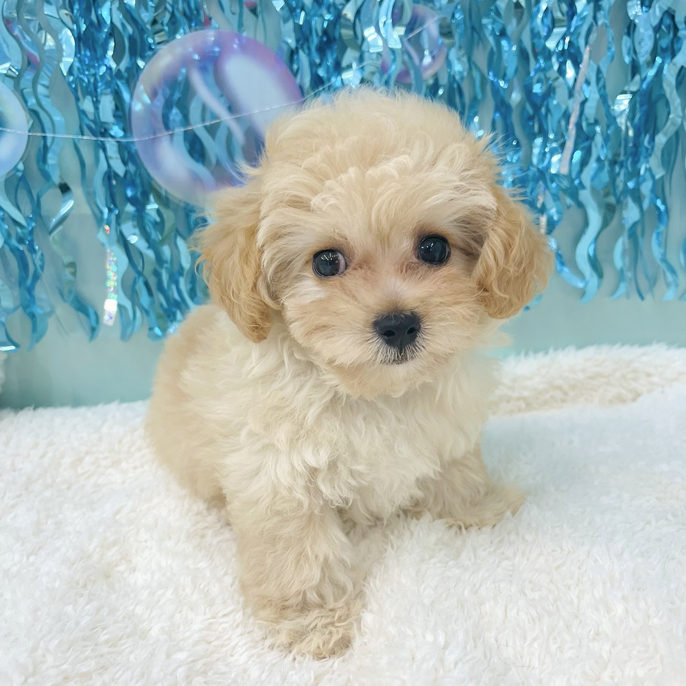 愛知県のマルプー(マルチーズ×プードル) (犬の家＆猫の里エアポートウォーク店/2025年6月24日生まれ/女の子/クリーム)の子犬の2枚目の画像